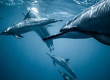 乐鱼官方网站：开启在线娱乐新纪元